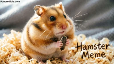 Hamster Meme