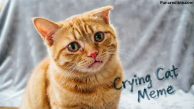 Crying Cat Meme
